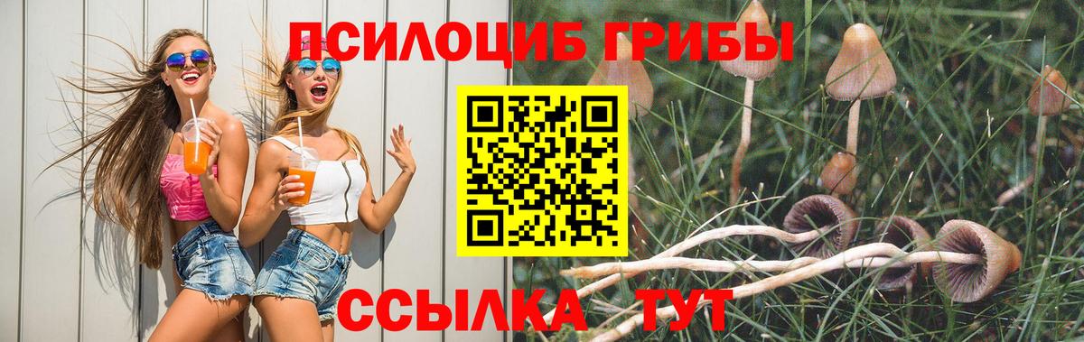 Алейск  где можно купить наркотик  Вход с VPN  Псилоцибиновые грибы Psilocybine cubensis 
